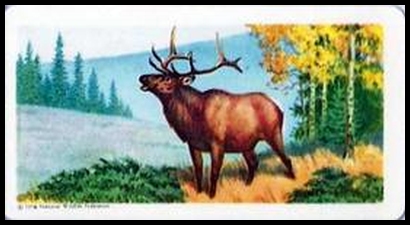 36 Wapiti (Elk)
